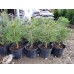 Сосна черная (Pinus nigra) горшок 3л