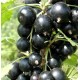 Саженцы смородины черной