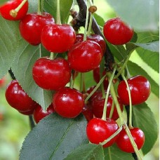 Саженцы вишни (3)