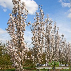 Сакура мелкопильчатая Аманогава (Amanogawa), ОКС