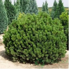 Сосна горная Пумилио (Pinus mugo Pumilio) , ком