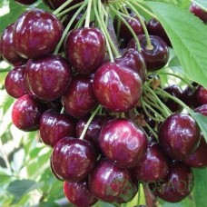 Черешня Сільвія (колона)