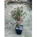 Вейгела Александра (горшок 2L)