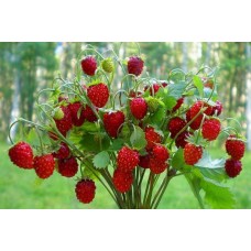 Земляника (1)