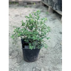 Спирея Вангутта (белая)  (горшок 3L)